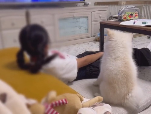 娘とポメラニアン