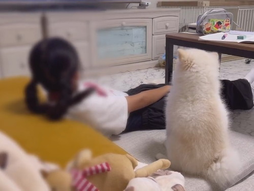 足をしまうポメラニアン