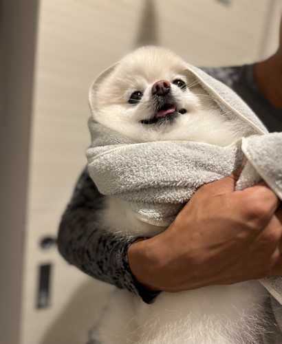 拭くポメラニアン