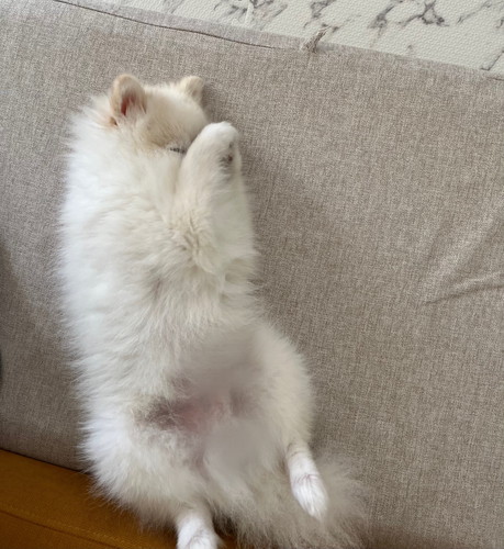 お鼻クシクシするポメラニアン