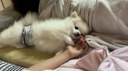 娘とポメラニアン