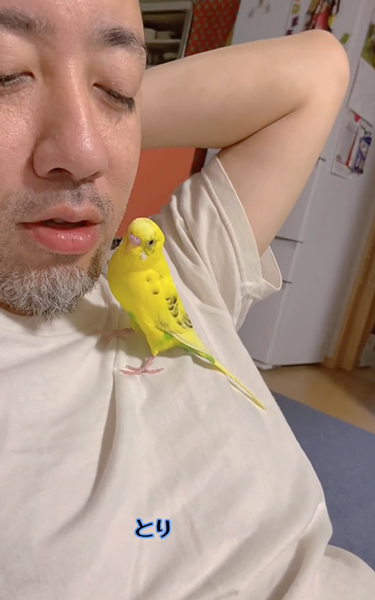 パパの胸の上に乗るインコ