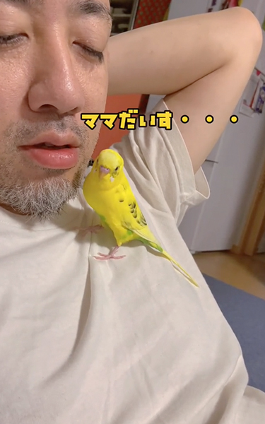 言いかけてやめるインコ