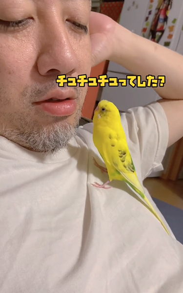 アピールするインコ
