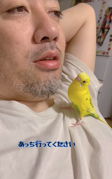 パパにあしらわれるインコ