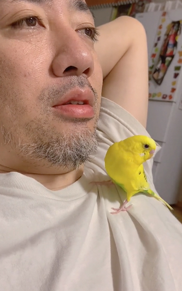 どこかへ行くインコ