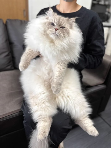 抱っこされてるもふもふ猫ちゃん