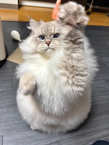 遊んでる猫