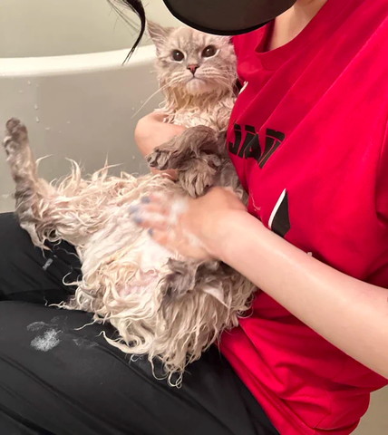 お風呂入ってる猫正面見てる