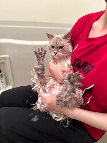 お風呂入ってる猫目線外してる
