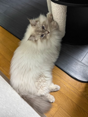 爪とぎしてる猫