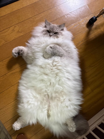 へそ天猫