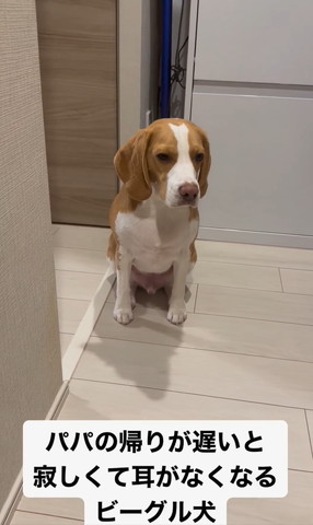 お座りして下向いてるワンコ