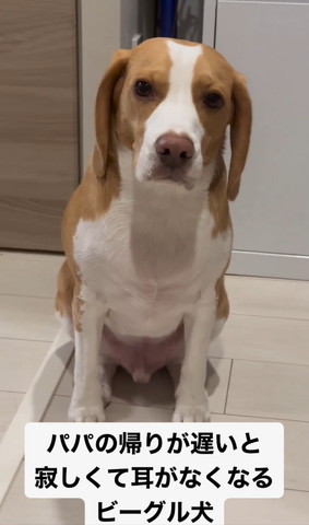 お座りしてしょんぼりしてるワンコ正面アップ