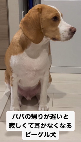 画面右見るワンコ