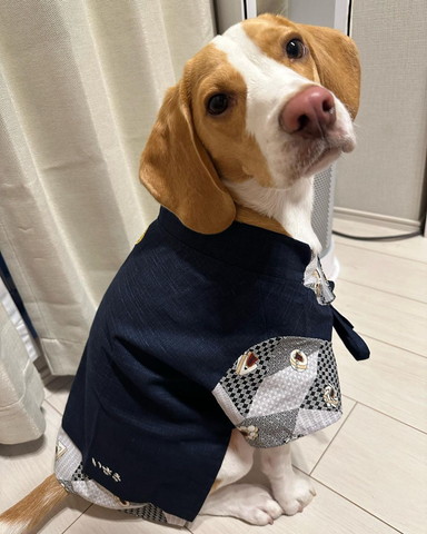 浴衣着て振り向くワンコ