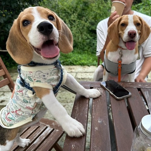 お出掛けするワンコ