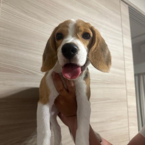 抱き上げられてる子犬