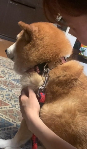 そっぽ向くワンコをのぞき込む飼い主