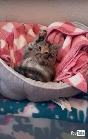 母を失った保護子猫