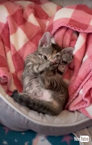 母を失った保護子猫