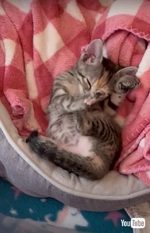 母を失った保護子猫