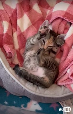 母を失った保護子猫