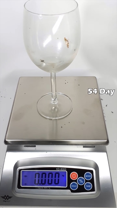 九相図　タイムラプス　水　蒸発