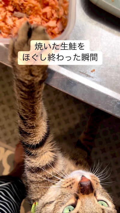 前足のばす猫