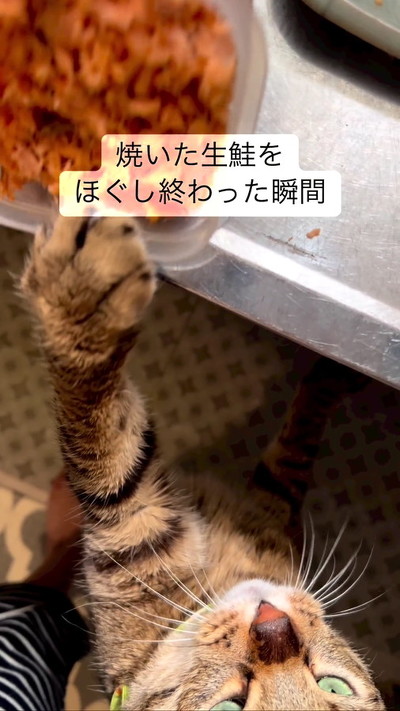 ちょいちょい猫