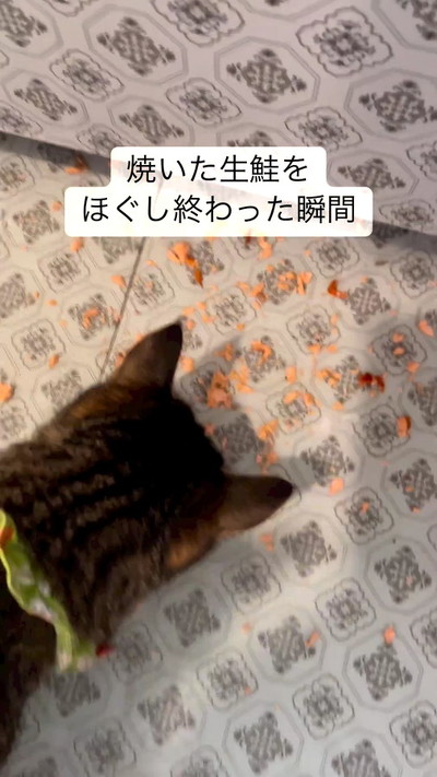 ねことこぼれた鮭