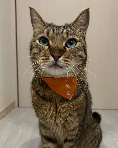 キリっとした猫