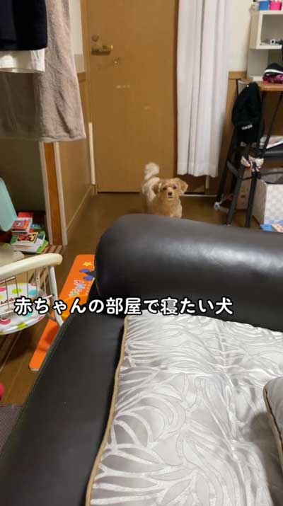 アピールする犬