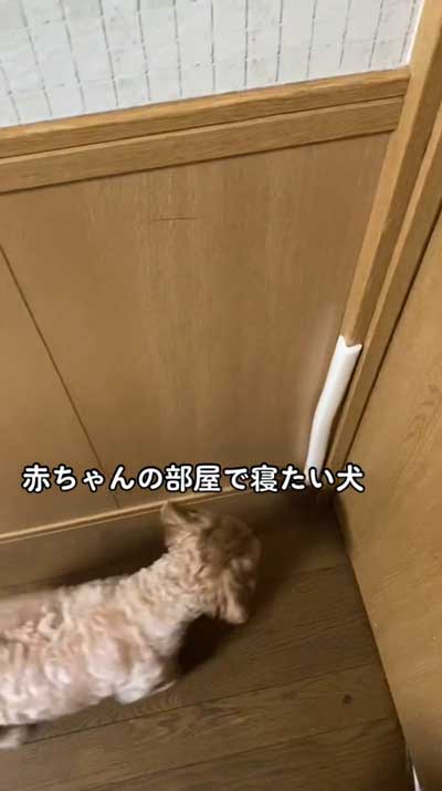 ワンコと飼い主のやりとり