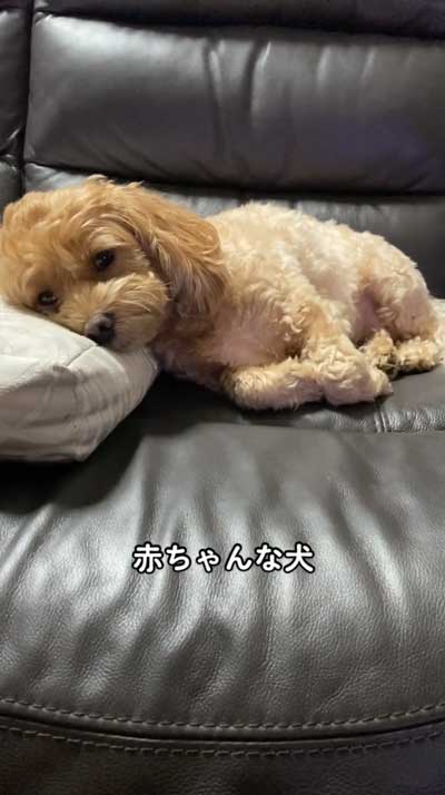 自身が赤ちゃんみたい