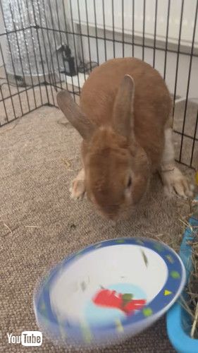 おかわりが欲しいウサギ