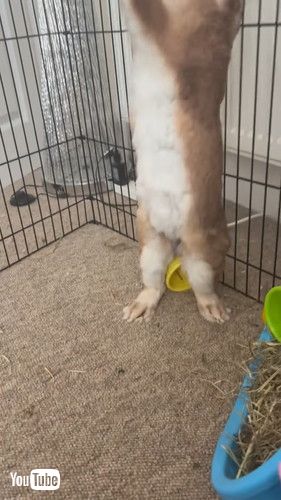 皿を投げるウサギ