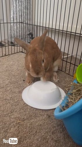 皿をたたくウサギ