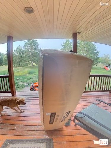 「Puppy Excited For Delivery || ViralHog」