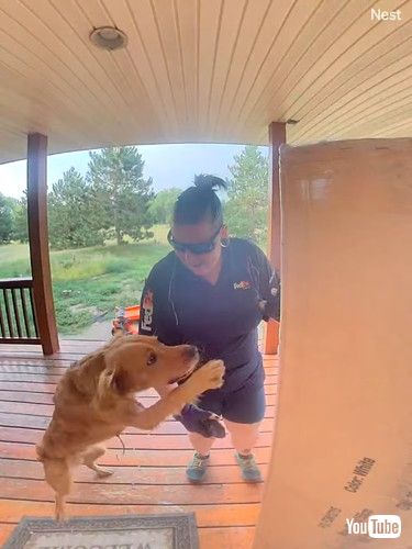 「Puppy Excited For Delivery || ViralHog」