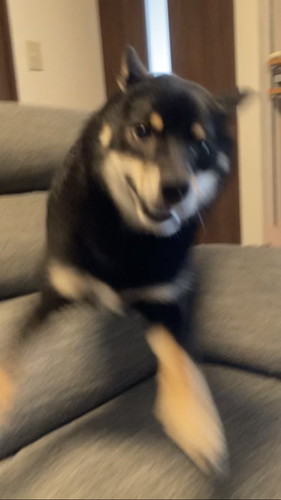 はやくてぶれる犬