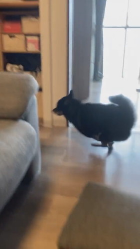 躍動感のワンコ