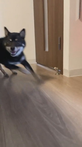 止まらないワンコ