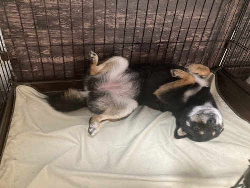 リラックスぺこちゃん