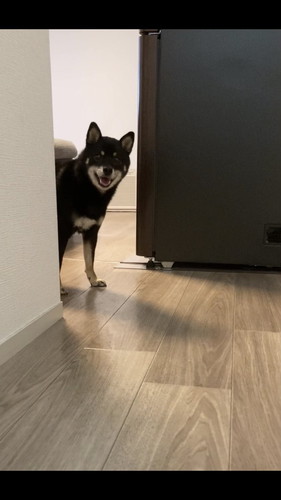 壁から出るぺこちゃん