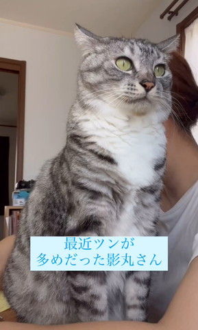 最近ツンが多めだった影丸さんテロップ