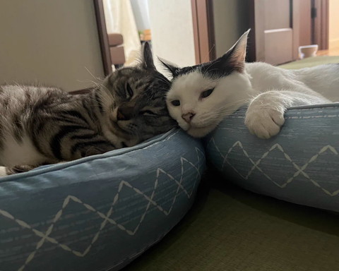 顏寄せてる猫2匹