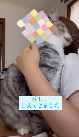 飼い主に顏寄せて抱きしめられる猫