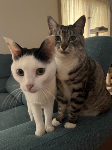 ソファに猫2匹