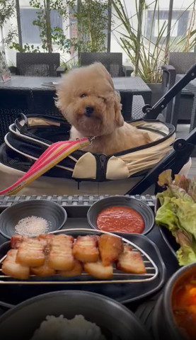 風になびくワンコ右目見えてる